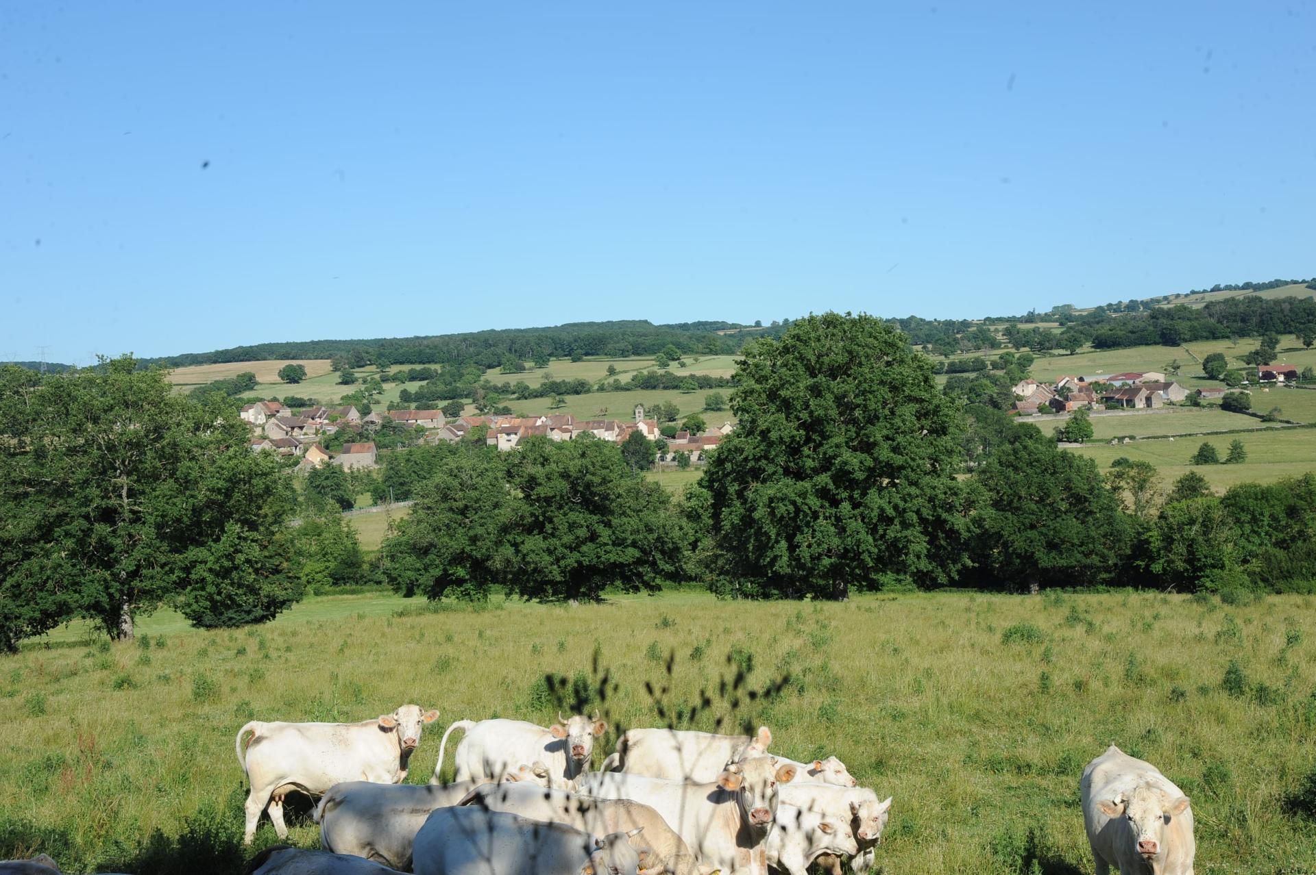 vaches charolaises  Commune de Saint Huruge